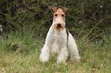 FOX TERRIER 512